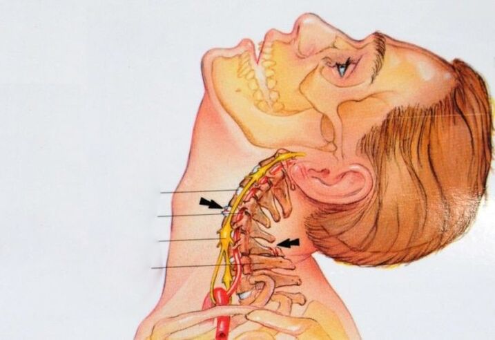 struktur vertebrae cervical